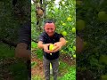 Enjoy Tasty Fruits &amp; Beautiful Nature | Super Relaxing Fruit Cutting 😋🍎🍓🥭🍒 #shorts #shortsfeed