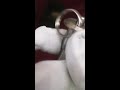 Quick-release pin button lock pins