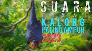 Suara pikat kalong paling ampuh terbaru 2024 durasi puanjang....