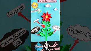 Photosynthesis model for Science Project #photosynthesis #science #tlm #shorts #diy #craft #viral