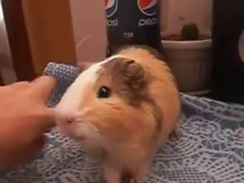 игры с морской свинкой!