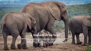 "The Majestic World of Elephants: Unraveling Fascinating Elephant Facts!"