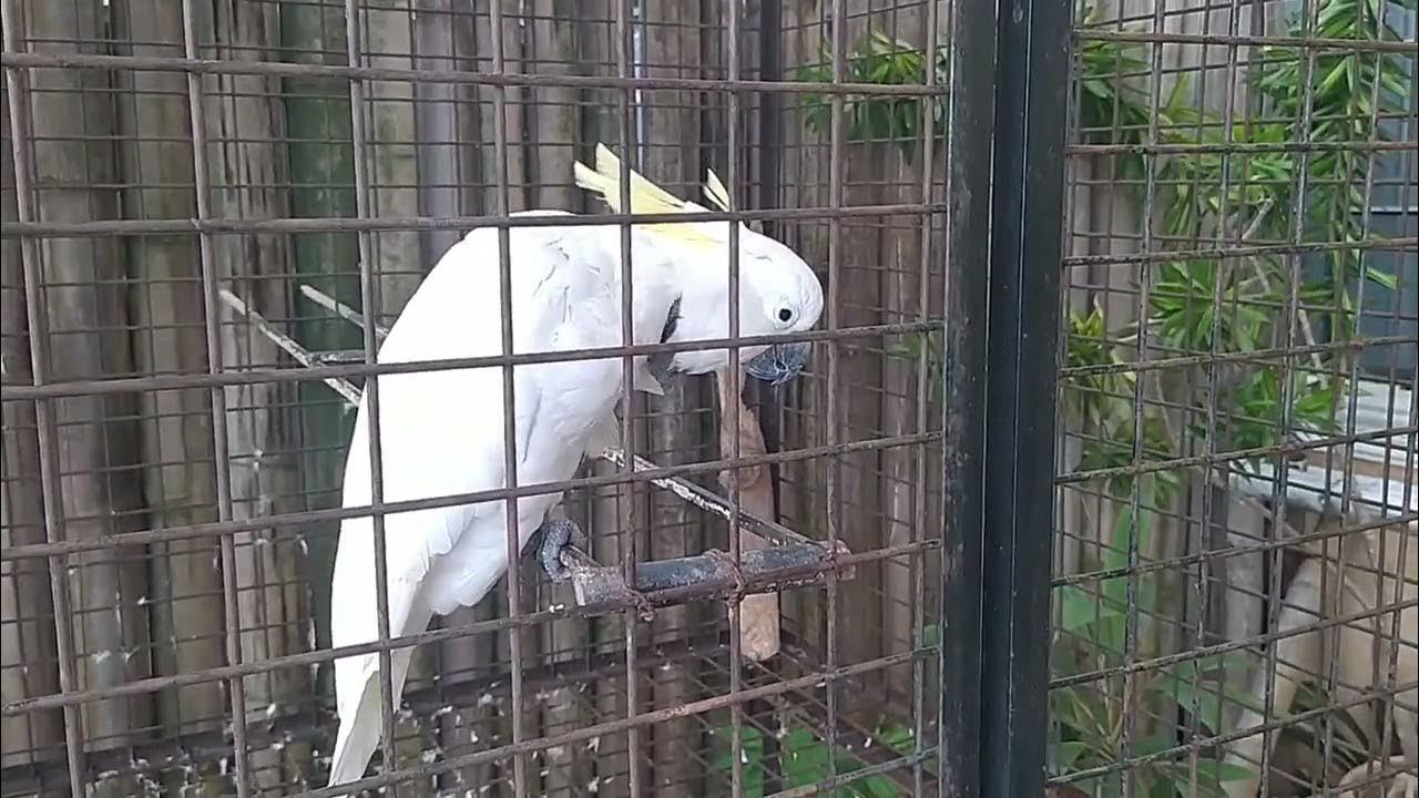 Cockatoo..singing bird.gwapoka? YouTube