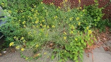 Code enforcement given tickets to citizens for not cutting their grass but the city does not