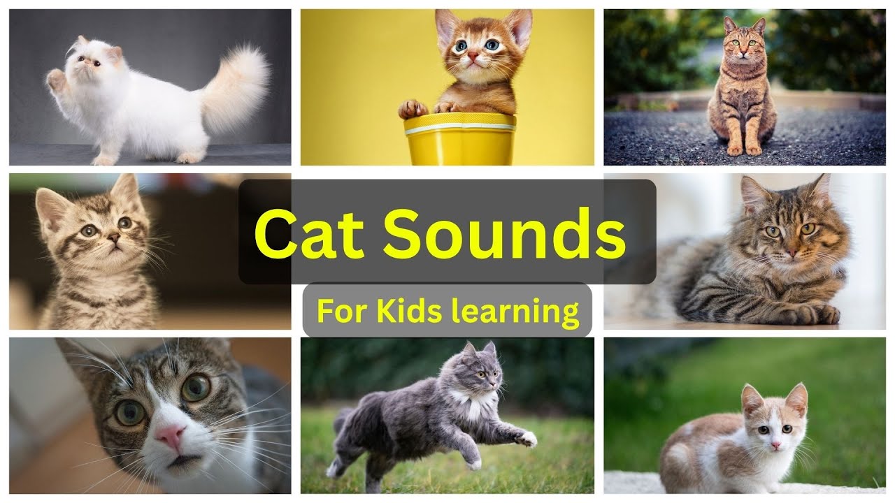 Cat Sounds for Kids Learning – Real Sounds & Cute Cats!