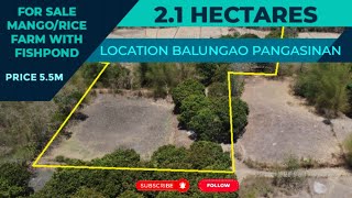 (V302) 2.1 HECTARES MANGO AND RICE FARM, PRICE 5.5M, LOCATION BALUNGAO PANGASINAN, WITH DRONE VIDEO