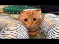 小動物気分の子猫が可愛い【短足マンチカン ひな子】munchkin kitten