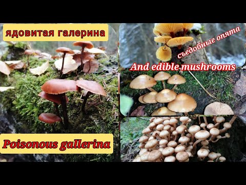 🍄Как отличить ядовитую галерину от съедобных  опят Poisonous galley bordered and edible mushrooms