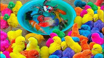 Bắt gà dễ thương, gà cầu vồng, cá cảnh, rùa, cá thần tiên, cá sặc