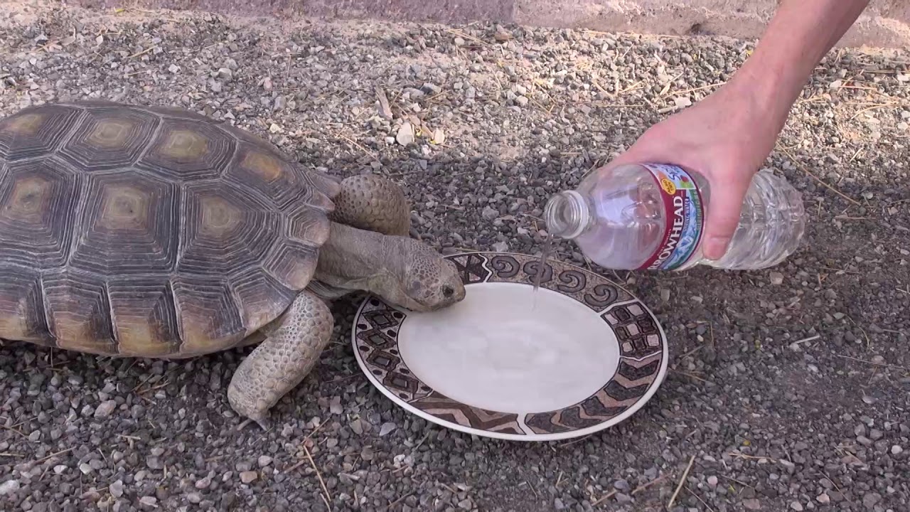 Protegiendo a la tortuga del desierto en sitios de construcción - YouTube