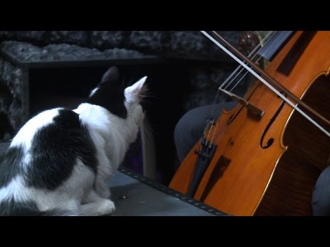 Un album de musique spcialement cr pour les chats