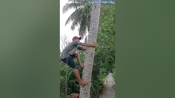 Vua Dừa Miền Tây// vua dừa leo cây dừa xưa như đi như đang đi bộ