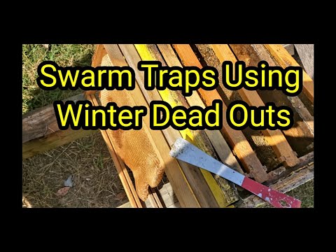 Swarm Traps Using Winter Dead Outs