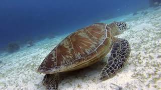 Coral Diving in Bohol 8