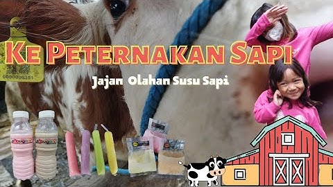Thumbnail of QUINSYLLA KE PETERNAKAN SAPI, JAJAN OLAHAN SUSU SAPI
