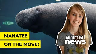 Why this sea cow was moved to Paris | CBC Kids News