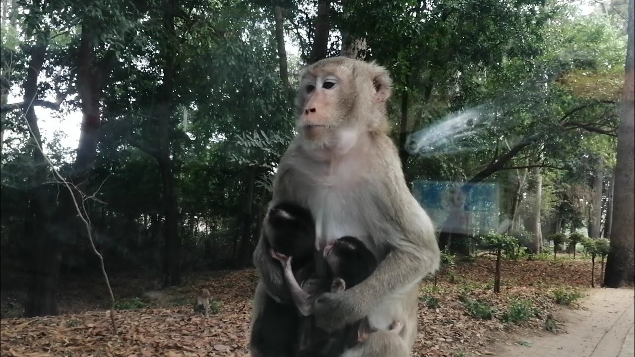 Twin baby monkeys / ลูกลิงแฝด ที่บุงลิง วนอุทยาน​โกสัมพี​