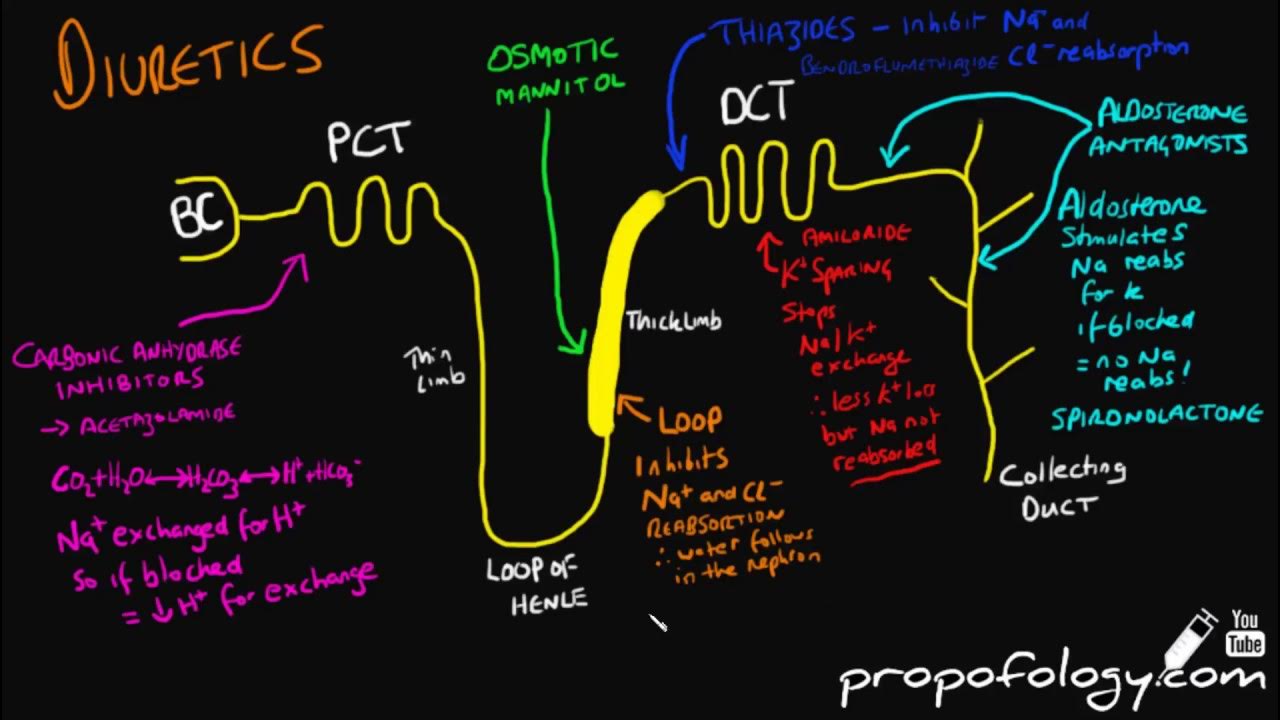 Diuretics in 3 Minutes! [Pharmacology] YouTube