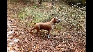 Capone An Ambador Of Bullys Off Leash