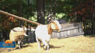 New Day Cleveland: Mapleside Farms