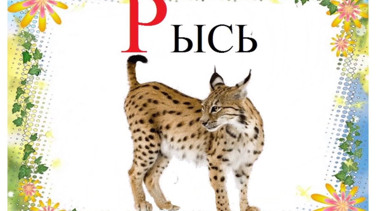 Рысь задания