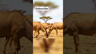 🪓 How the First Humans Fought to Protect Their Young #AncientHumans #SurvivalInstinct #evolution