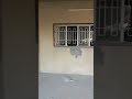 ساجده عبيد يول ماراجعوهه ضلت حزينه الدار ساجده عبيد يول ماراجعوهه ضلت حزينه الدار