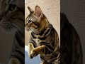 ベンガル猫#shorts #funny #cat#ミャク子