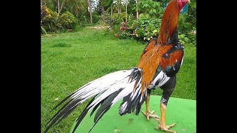 Hmong Small Oriental Qaib Thai / Asil Bantam Chickens