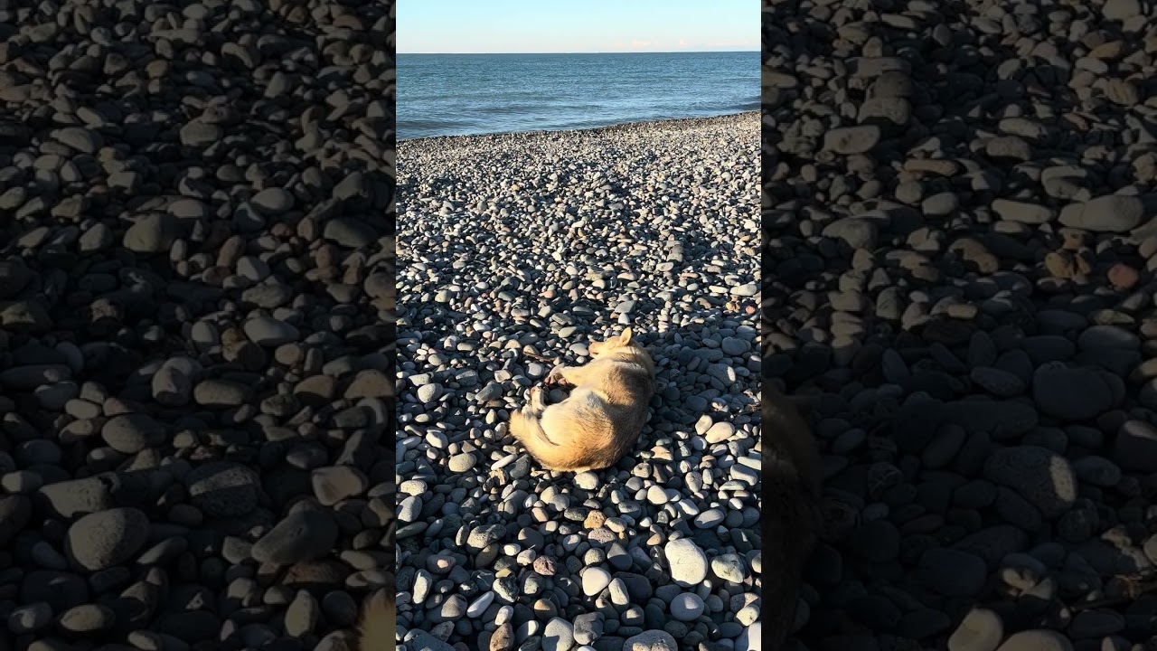 This dog decided to relax on the beach again 