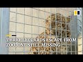 Three leopards escape from zoo in China, one still missing
