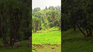 Download Lagu #tujedekhatoyejanasanam #shahrukhan #kajal #kajol #uditnarayansongs #bipinchauhankhambhel #ddlj #new MP3