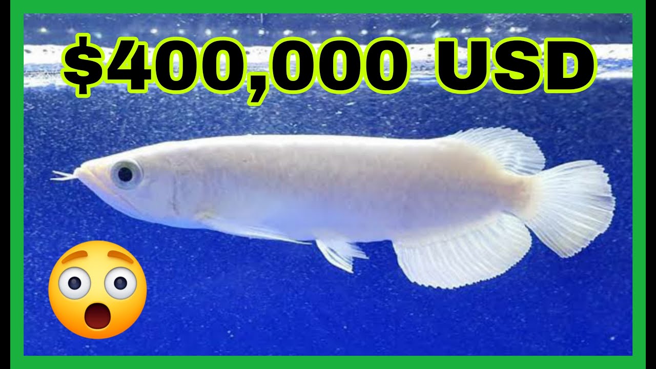 Los Peces Más Caros Del Mundo