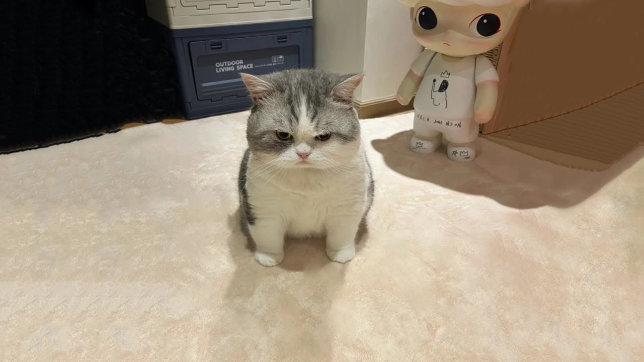 The Funniest Cat Videos 🐱 Try Not To Laugh Part 63