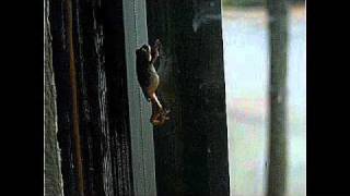 what are frogs thinking.wmv
