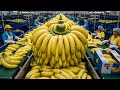 Inside the $25 Billion Banana Factory – How 100M Bananas Are Processed A Single Day (Full Process)