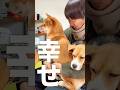 幸せな飼主 #ビーグル #柴犬