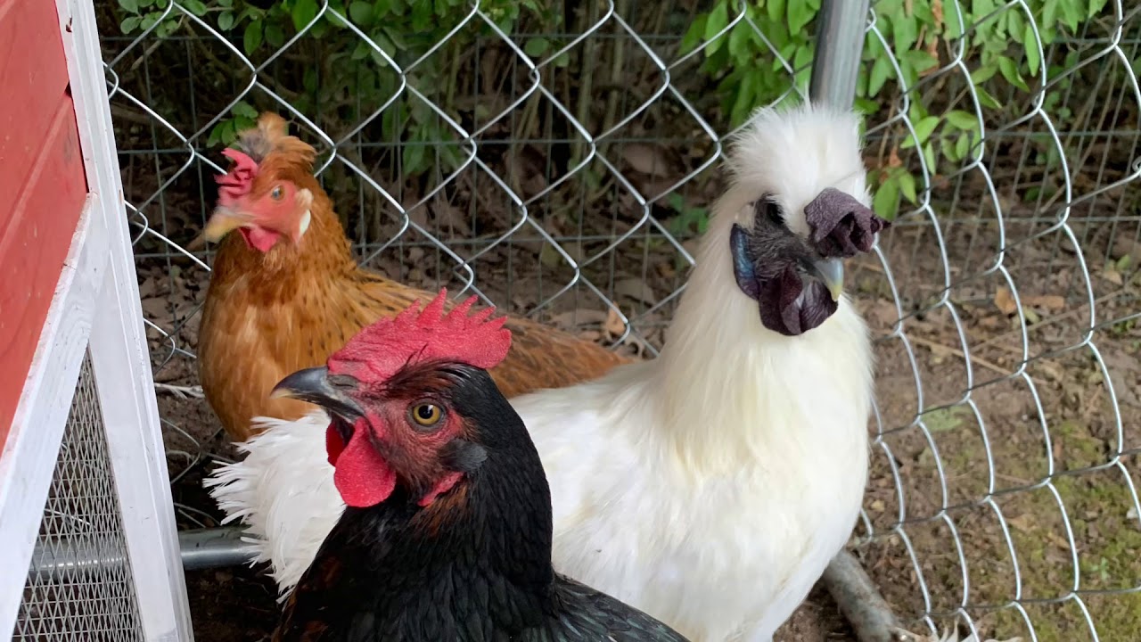 Pottstown Chickens YouTube