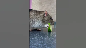 Крыса ест огурец 🥒