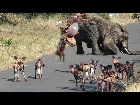 Video: Jak lvi loví? Zvládnou velmi velkou kořist?