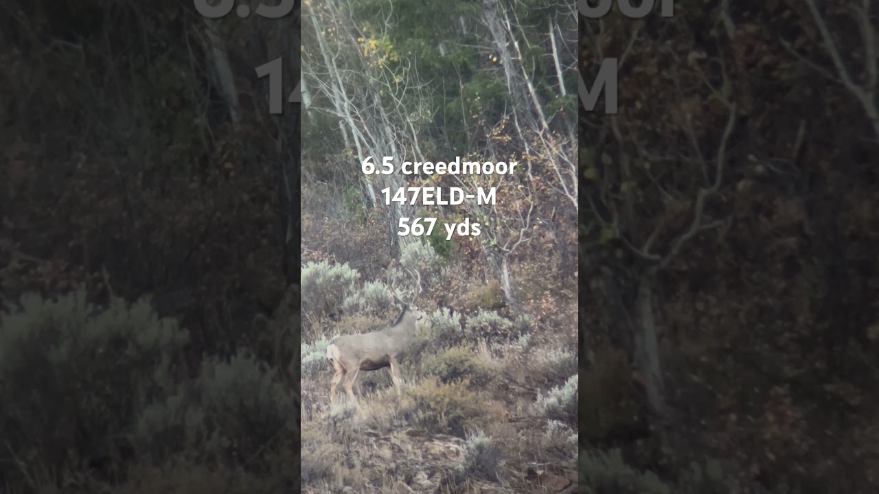 6.5 creedmoor vs mule deer