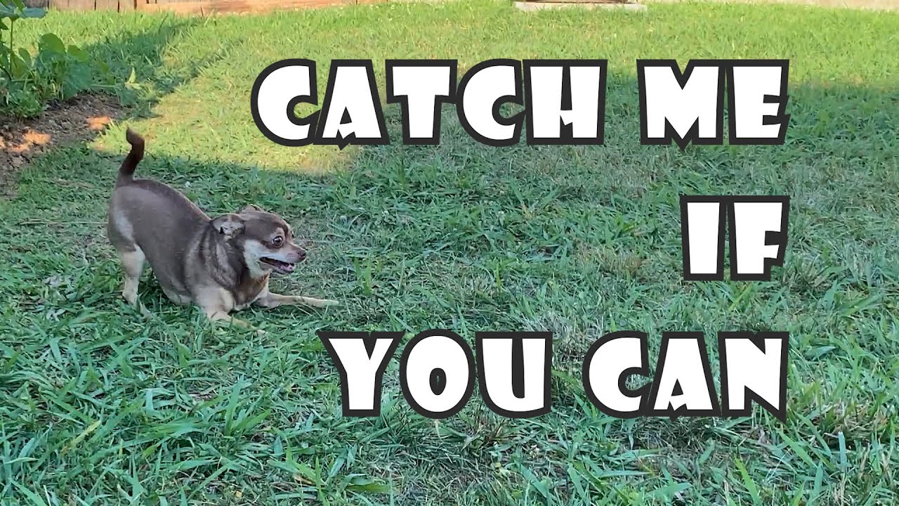 catch-me-if-you-can-dog-doglovers-dogrun-chihuahua-youtube
