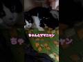 ネコと子ネコとおじさん　ママニャンは帰宅後、ちゃんとママニャンしてまーす‼️ #shorts #猫のいる暮らし #cat #cats #ママニャン　#ハチワレニャニャーン #猫 #ねこ #子ネコ