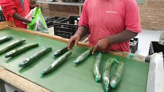 How packing English Cucumber.