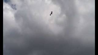 Pilot-RC Yak54 100cc Sammy Bradley / Joe Barrington