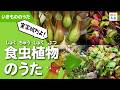 【実写版】食虫植物のうた🍃🐜