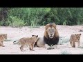 The NDHZENGA Males And NTSEVU Pride рџ Ѓ The NDHZENGA Males And NTSEVU Pride рџ Ѓ