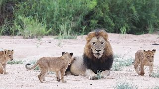 The NDHZENGA males and NTSEVU pride 🦁 by MalaMala Game Reserve 31,754 views 3 weeks ago 8 minutes, 50 seconds