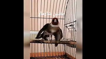 مقنين شارمار 