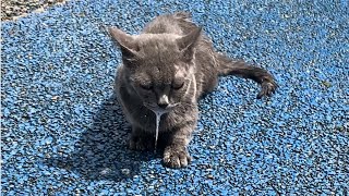 The poor blue cat had a sudden seizure in the hot parking lot, continuously foaming at the mouth. by Paws Bliss Haven 74,916 views 1 month ago 8 minutes, 3 seconds